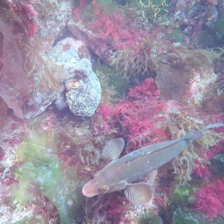 Kerroc'h Ascension 2022